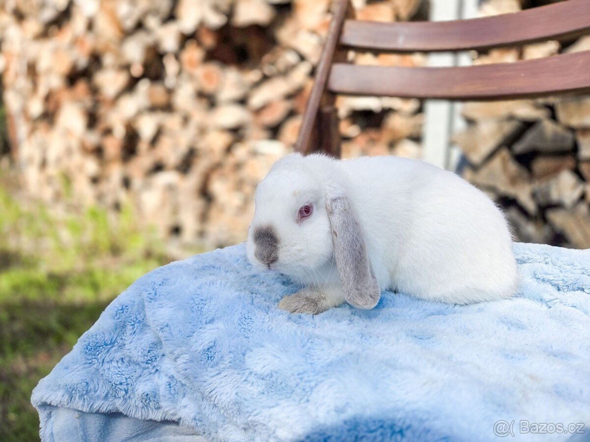 Zakrslý králíčci - 3