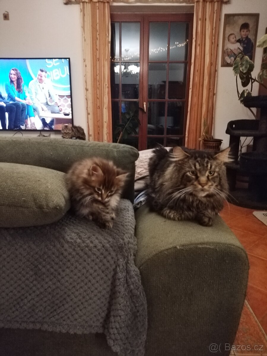 Mainská mývalí koťátka - 3