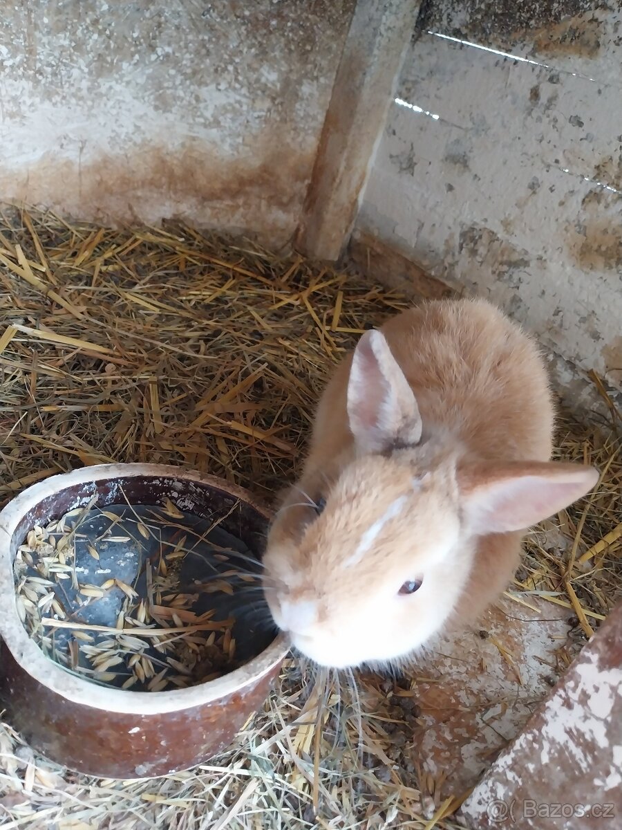 Zákrslí králičci. - 3