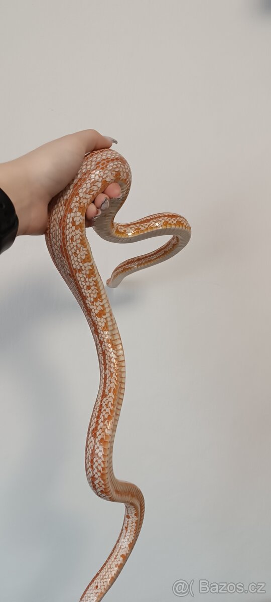 Užovka červená - 3