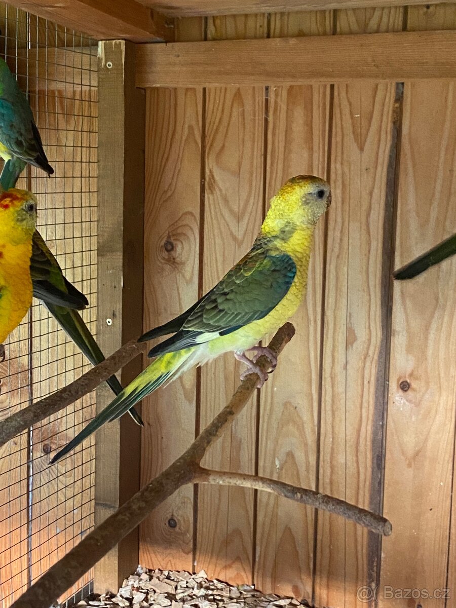 Papoušek zpěvavý - 3