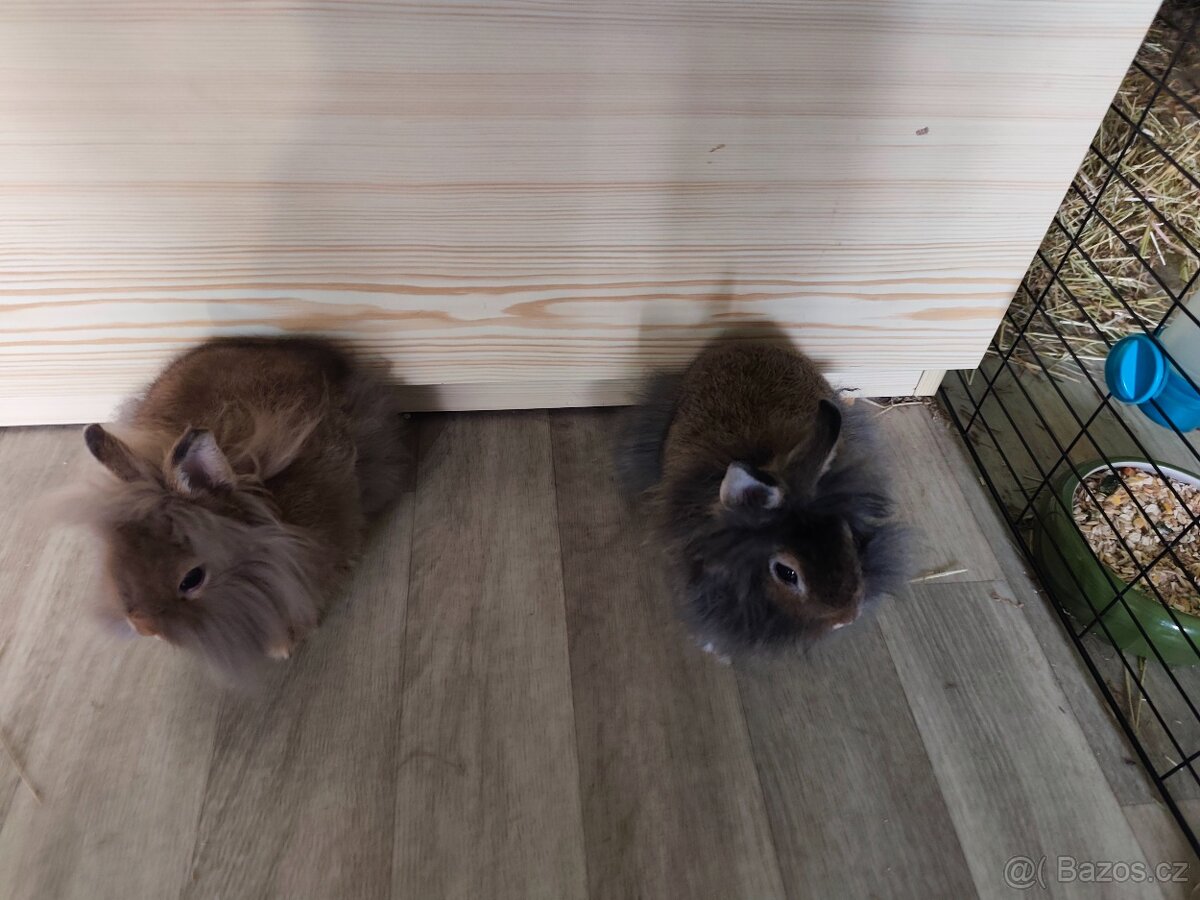 Zakrslí králík - 3