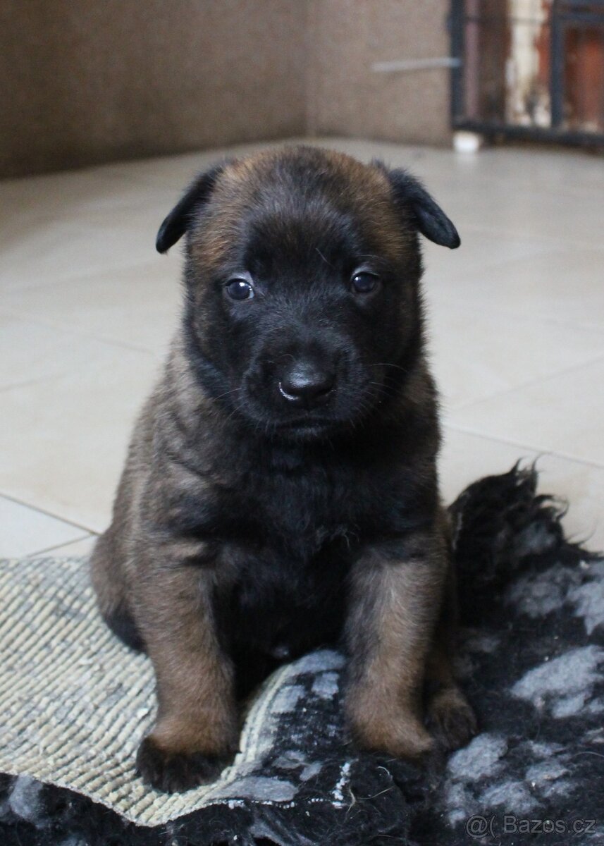 Belgický ovčák malinois s PP - 3