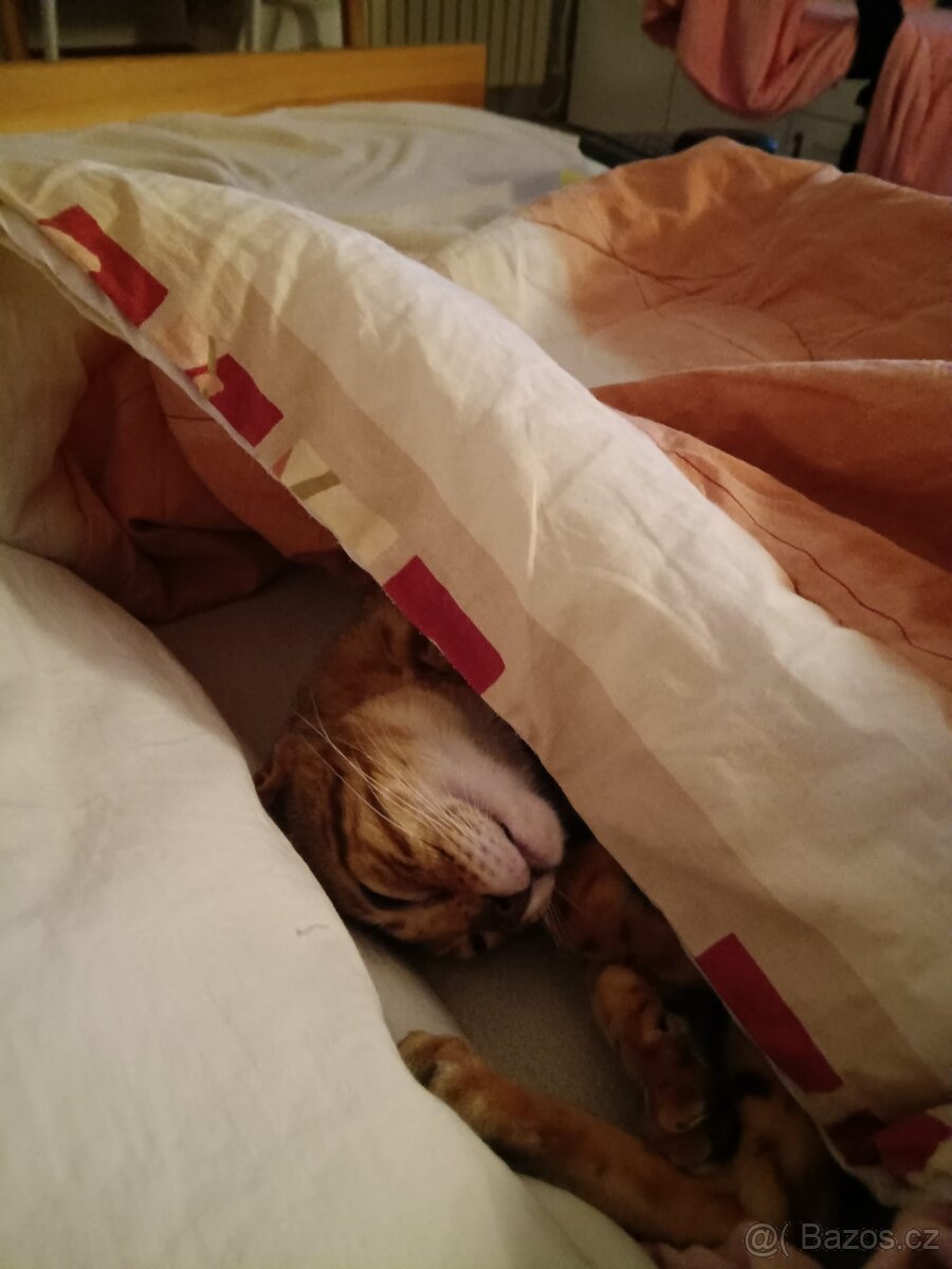 Bengálská kočka - 3