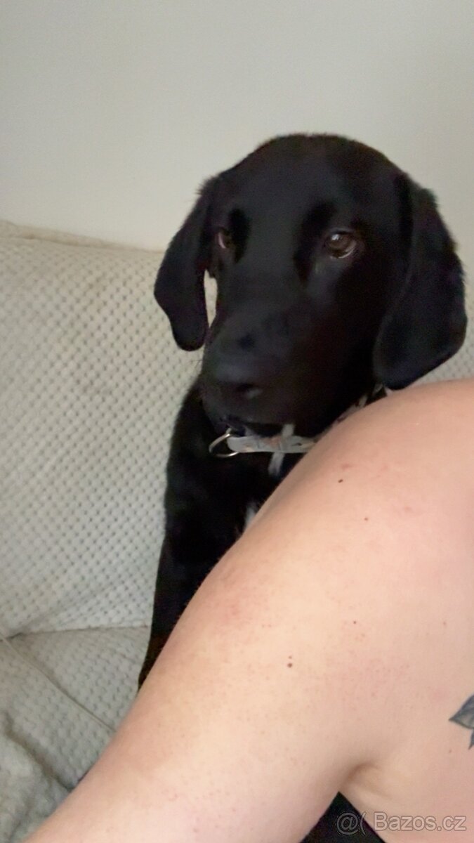 Daruji štěně - 3