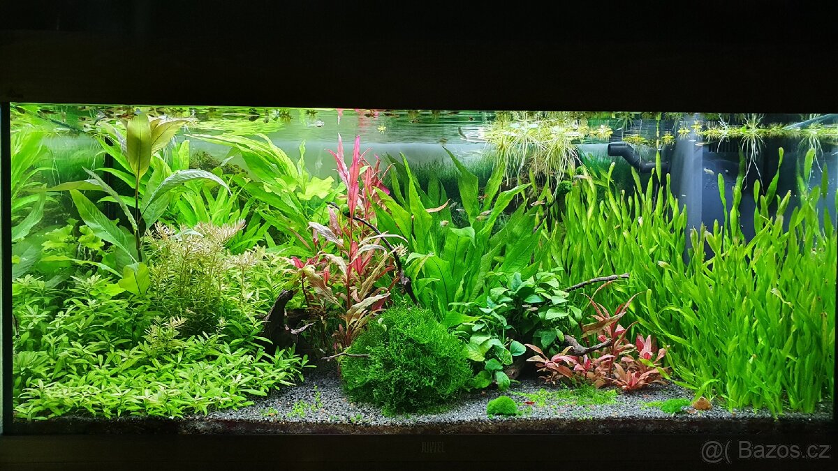 Akvarijni rostlinky z mych akvarii - 3
