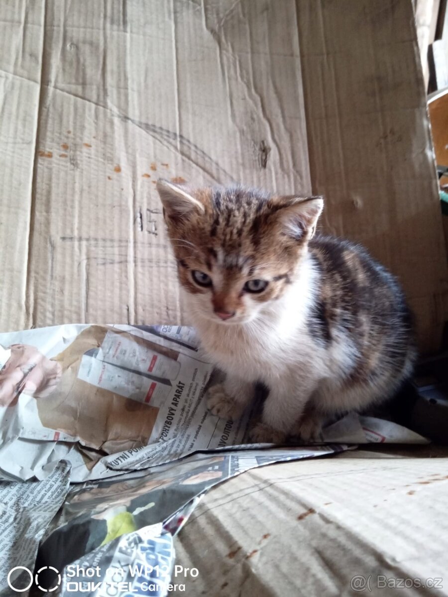 Darujeme koťátka - do dobrých rukou - 3