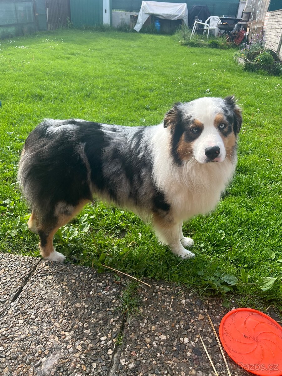 Australský ovčák - 3