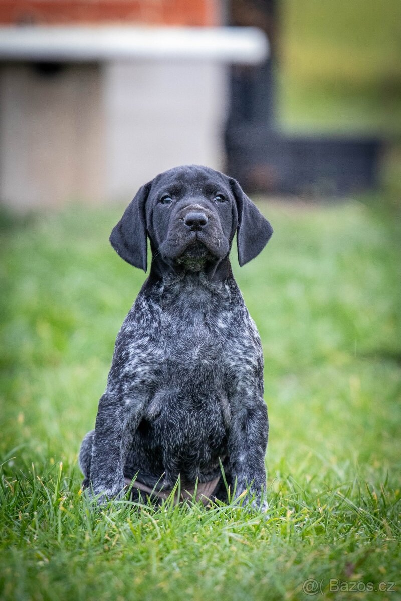 Štěňata - německý krátkosrstý ohař - 3