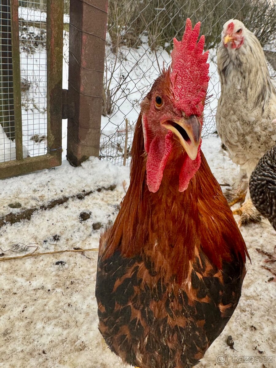 Nasadova vejce - dvorkovy mix - 3