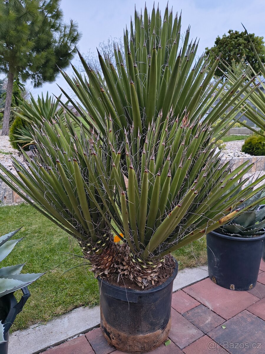 Yucca fillifera multi kmeň - 3