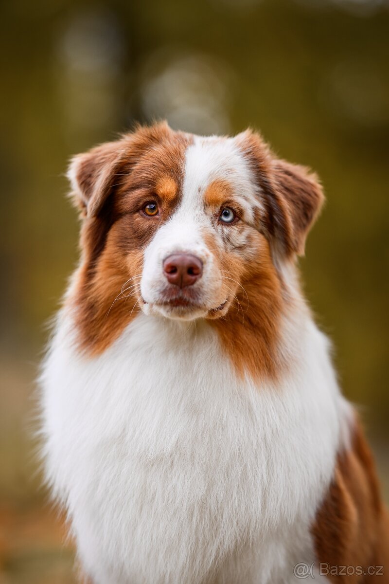 Chovný, krycí pes australský ovčák Marvel - 3