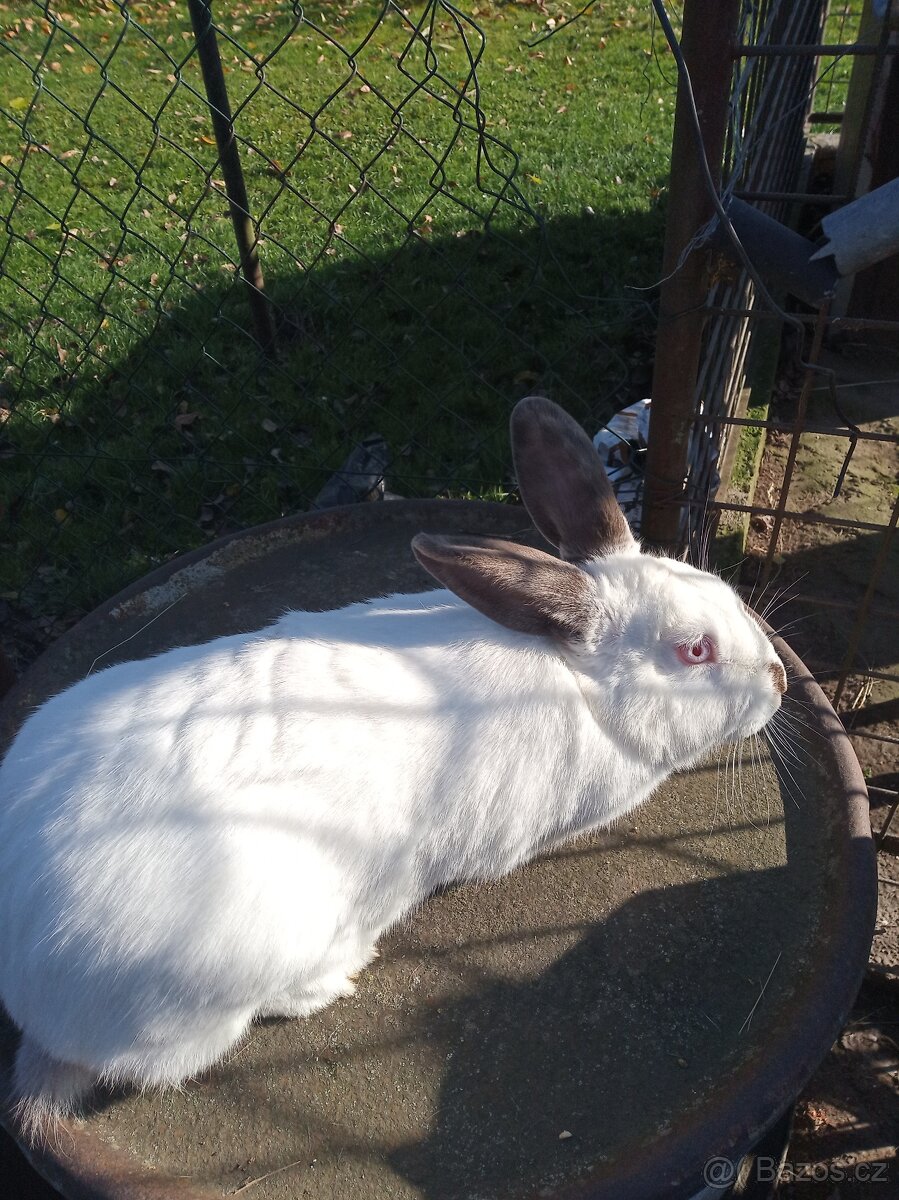 Prodám samici Hyla - 3