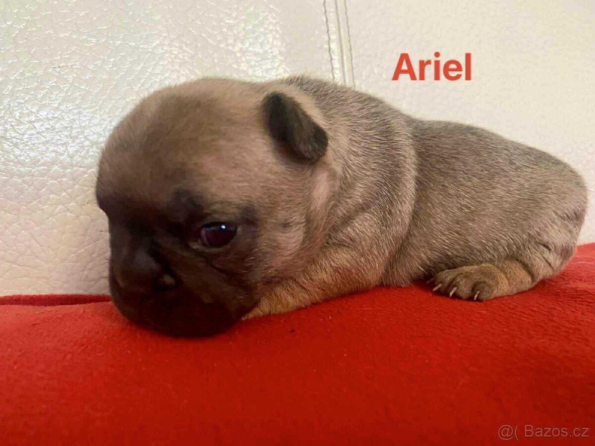 Štěňata francouzského buldočka - 3