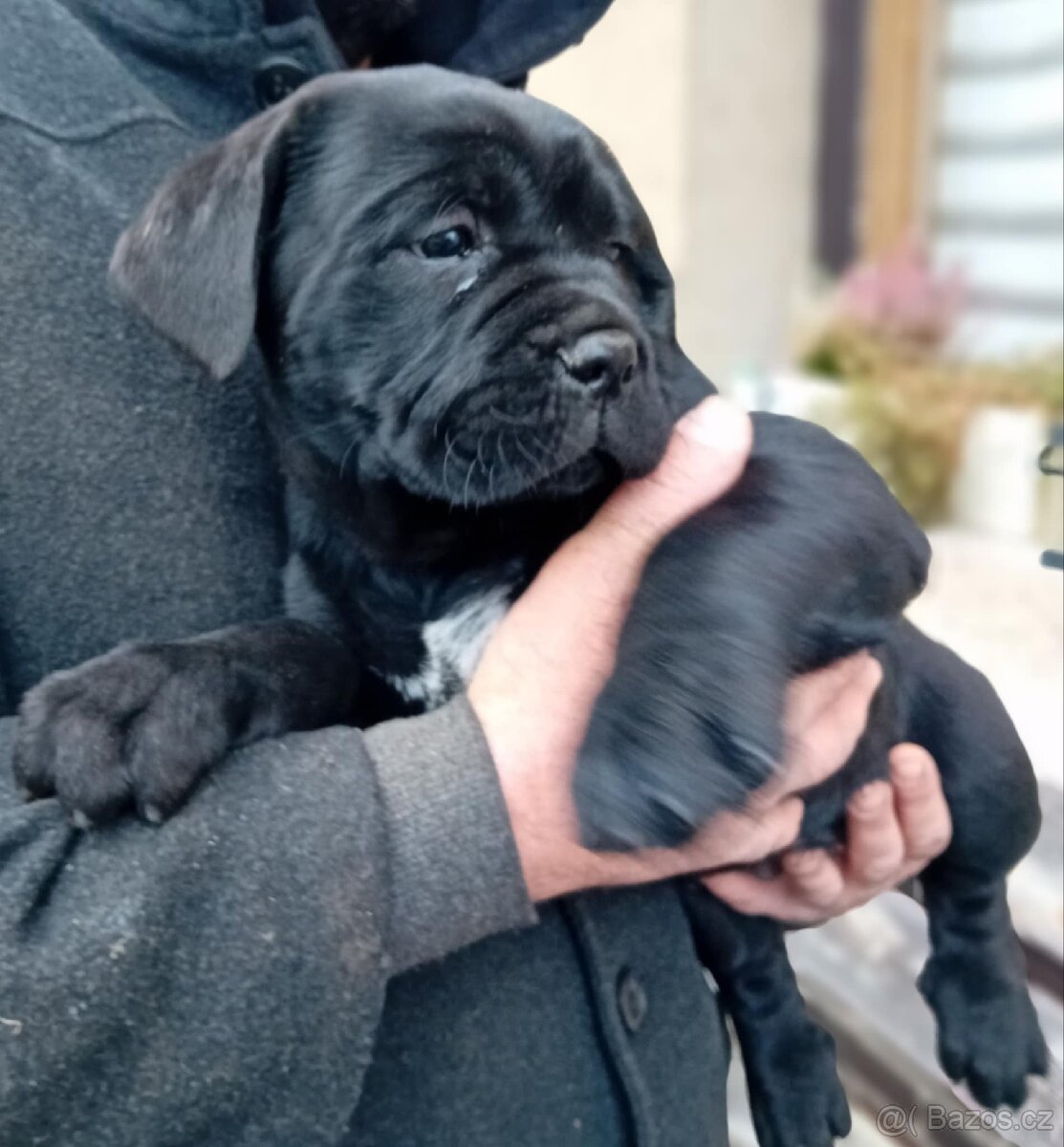 Cane Corso - 3