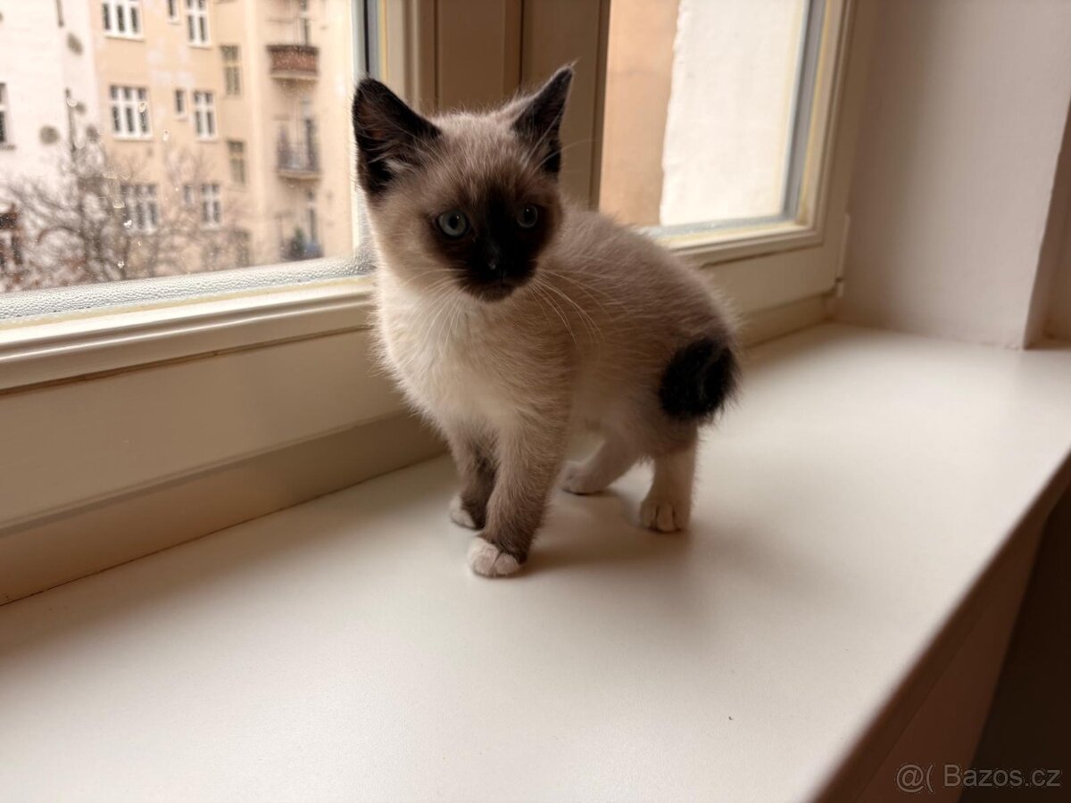 Ragamese koťata - 3