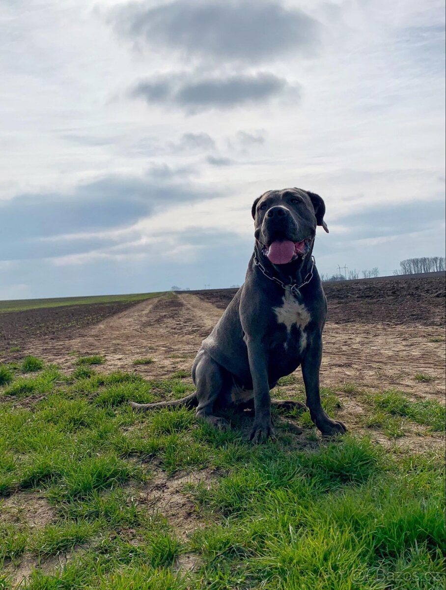 Cane Corso – fenečka s PP | k prodeji - 3