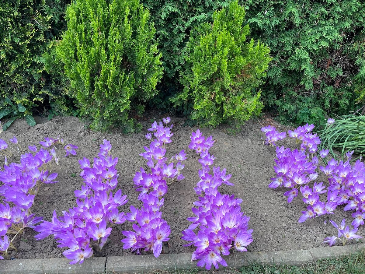 Prodám cibule kytky Ocún - 3