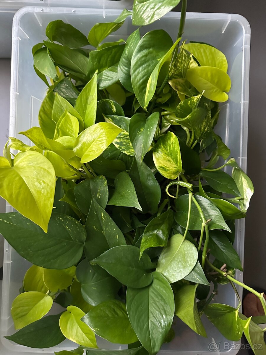 Epipremnum - 3
