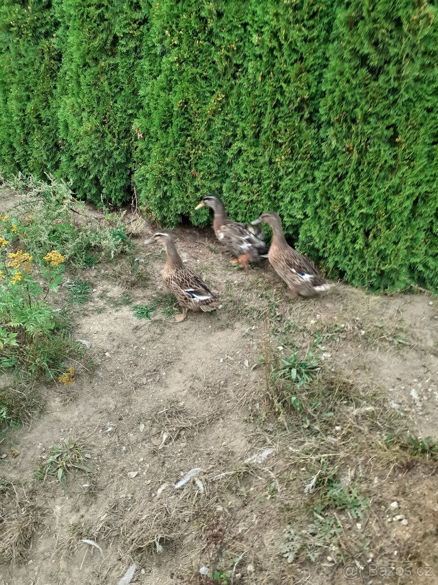 Prodám dvouletý kmen kachen. - 3