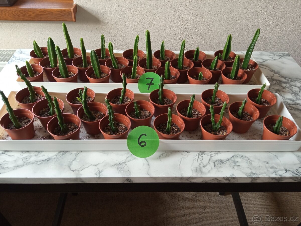 Kaktusy a sukulenty 30 Kč za kus - 3