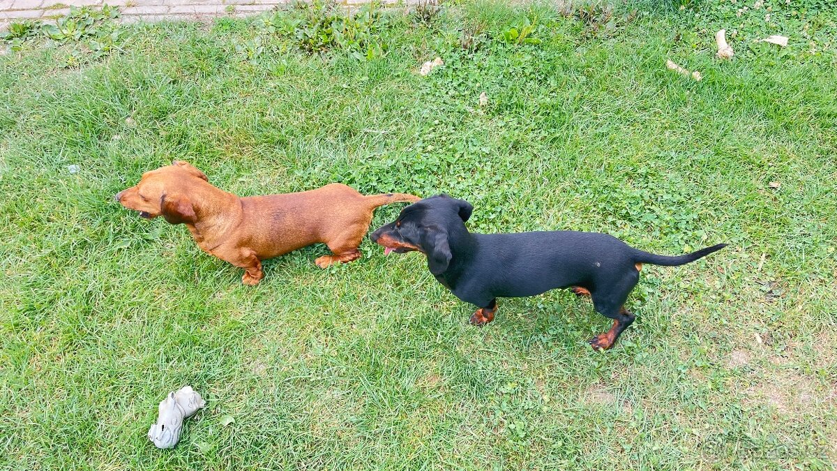 Jezevčík Trpasličí - 3