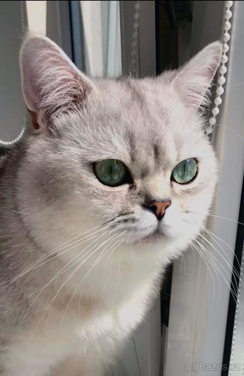 Britský stříbřitý ke krytí - 3