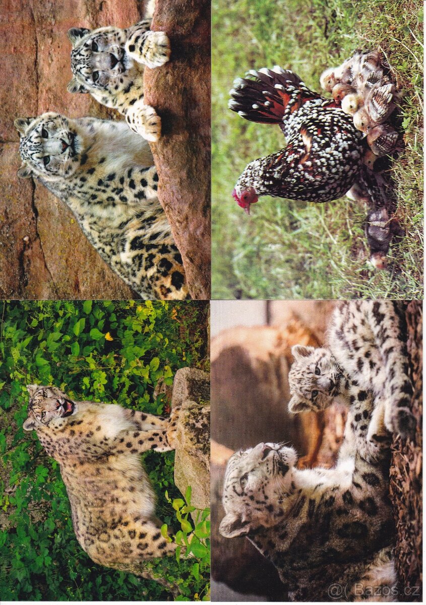 pohledy zvířat - 3