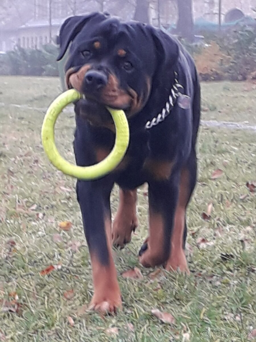 Rotweiler pes bez pp na kryti - 3