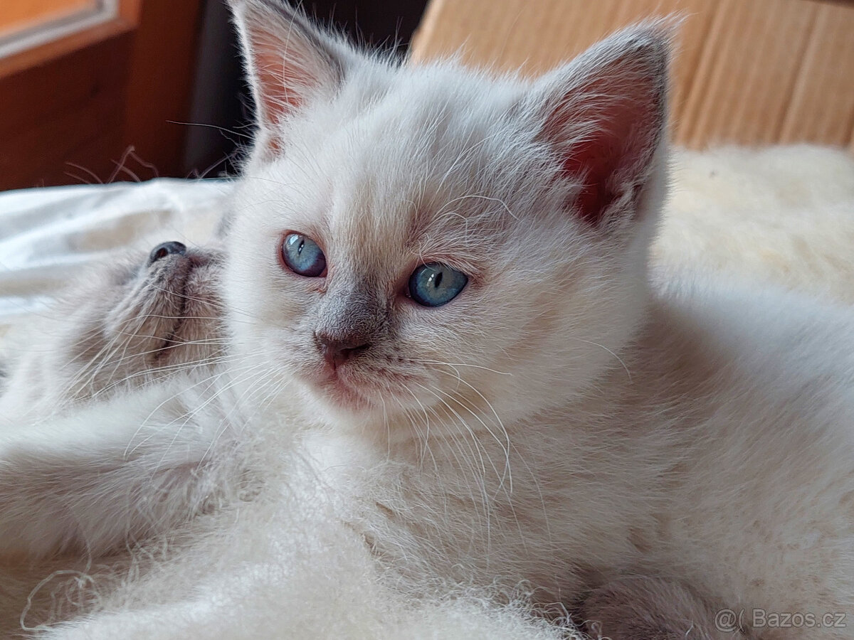 Koťátka – britská kočka – colorpoint - 3