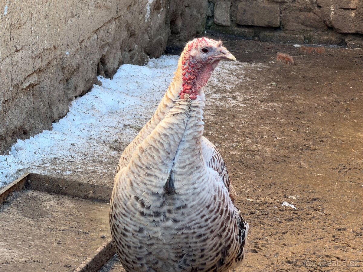 Divoké Morky, Krocan Americký - 3