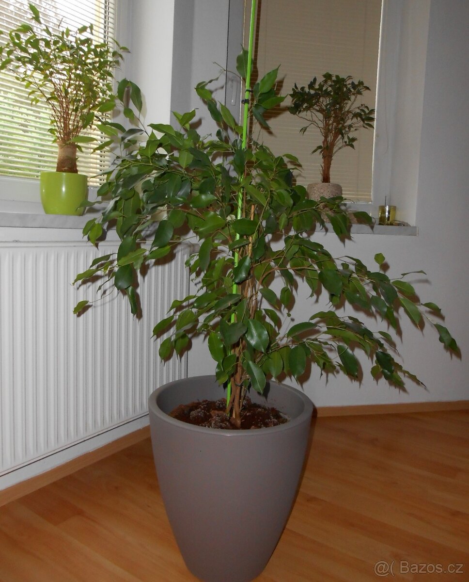 Fíkus - Ficus benjamina - 3