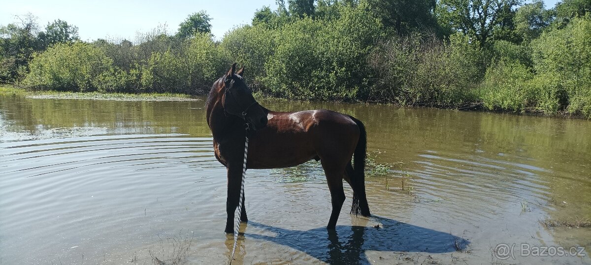 Prodám holanského teplokrevníka. - 3