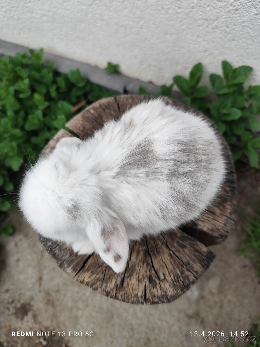 Minilop samička zakrslý králíček - 3