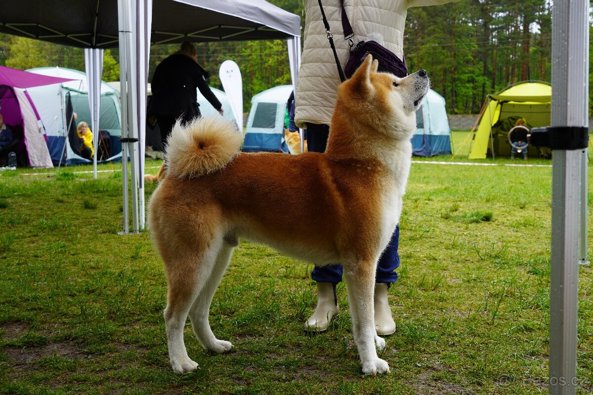 Akita inu krytí - 3