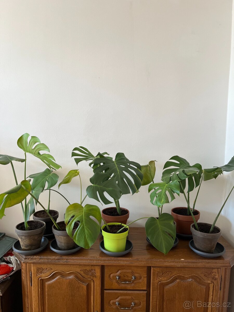 Monstera - výška rostlin min. 40 cm - 3