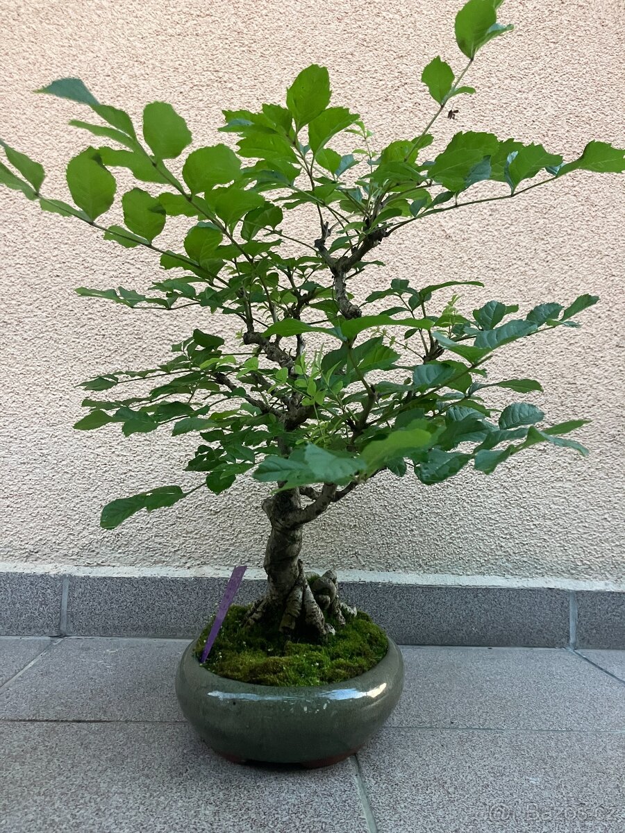 Bonsai, Bonsaj, jasan ztepilý - 3