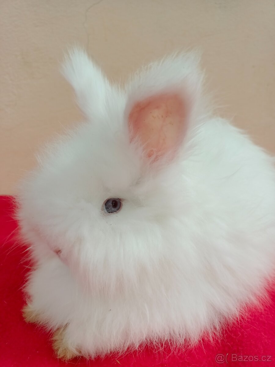 Anglická angora - 3
