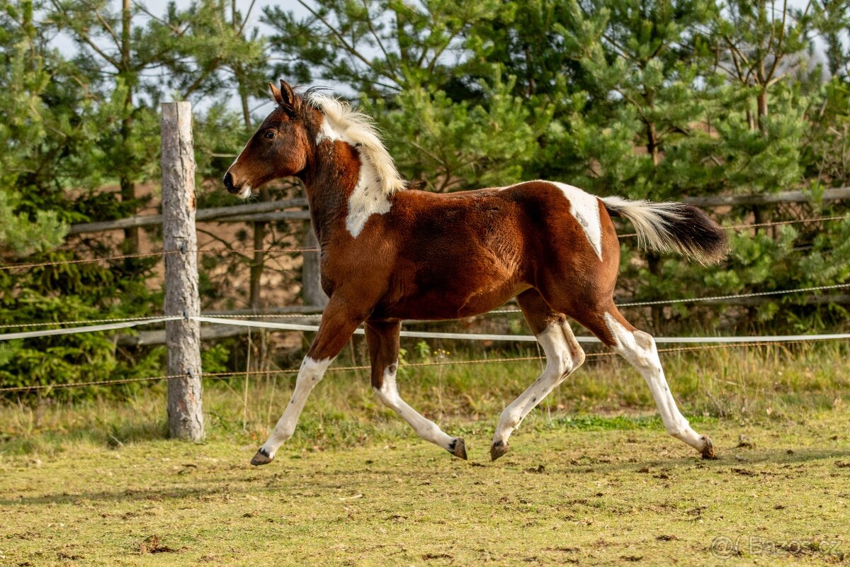 Letošní paint horse klisnička - 3