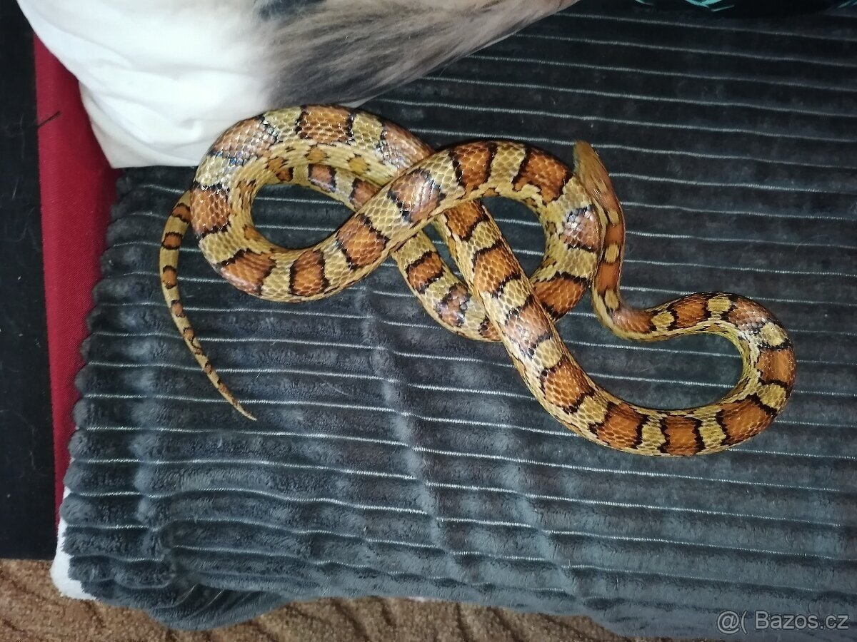 Užovka červená - 3