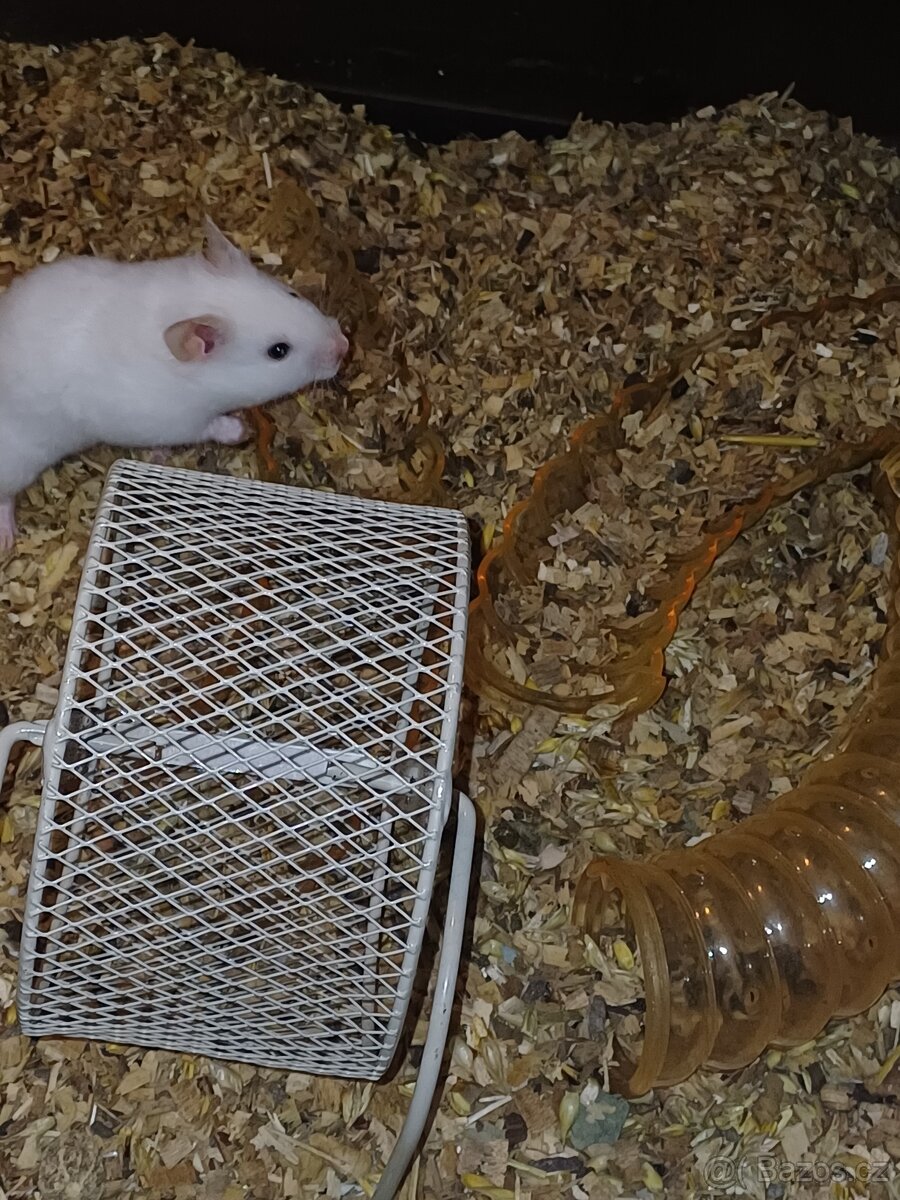 Syrský křeček - 3