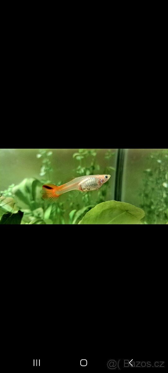 Paví očka,krevetky - 3