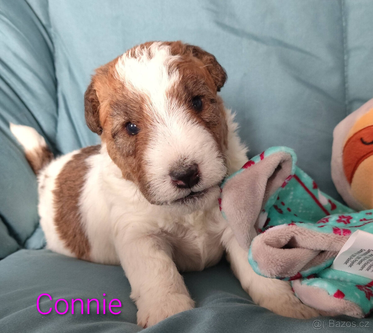 Foxteriér drsnosrstý s PP - 3