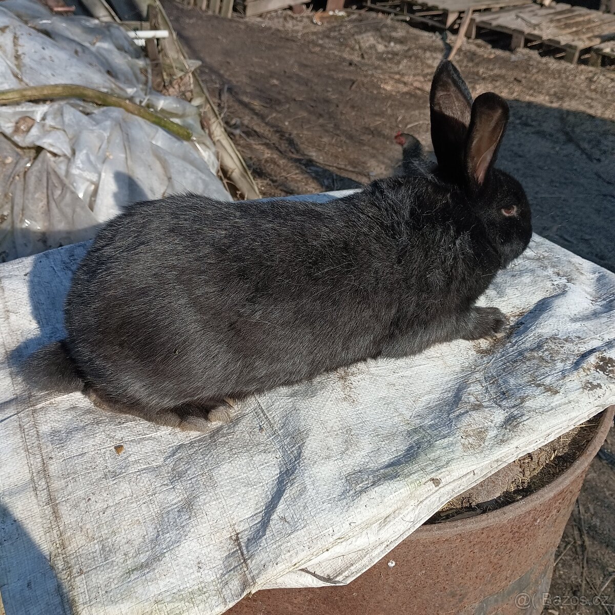 Prodám křížence králíků - 3