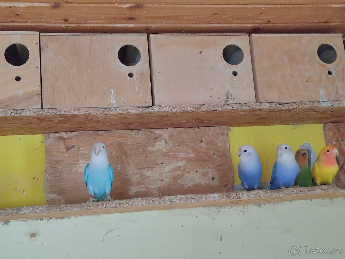 Agapornis růžohrdlý - 3