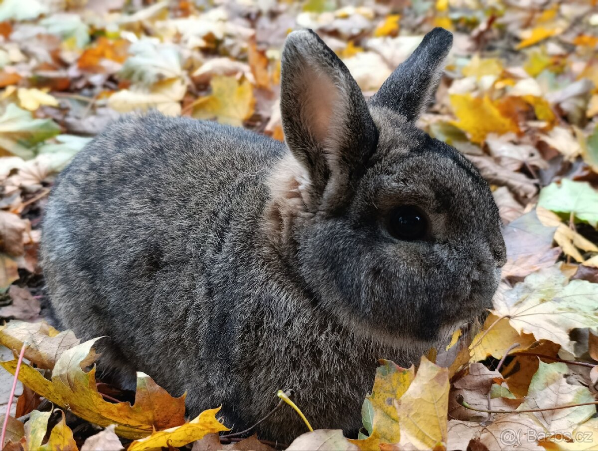 Zakrslý králík samec - 3