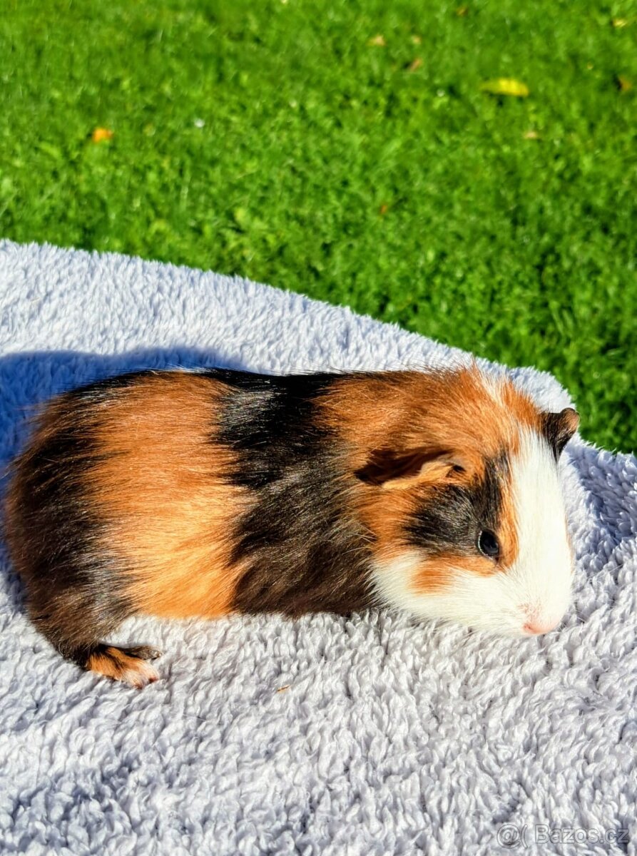 Prodáme morčata - 3