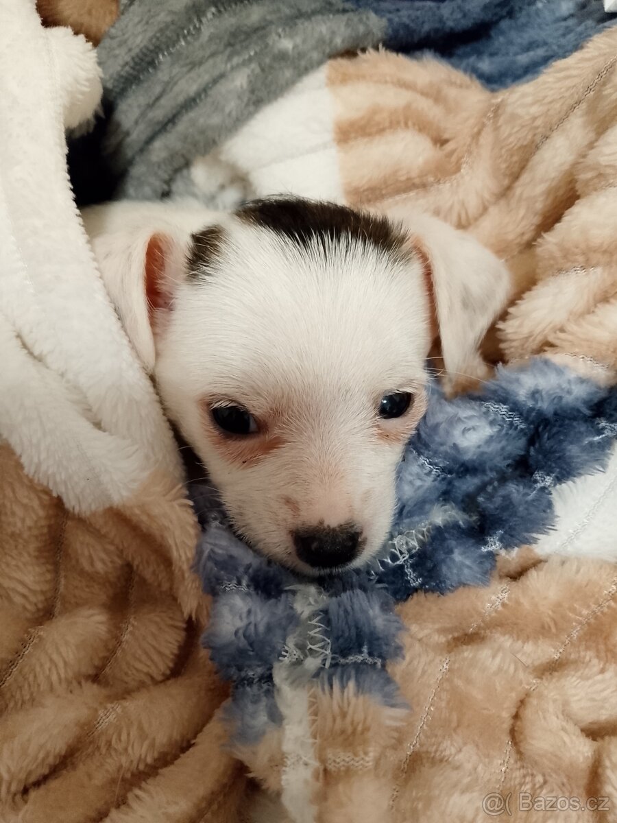 Prodám 3.měsíční štěně čivavy - 3