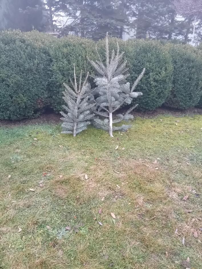 Vánoční stříbrný smrk, borovice, jedle; jedl., bor., větve - 3