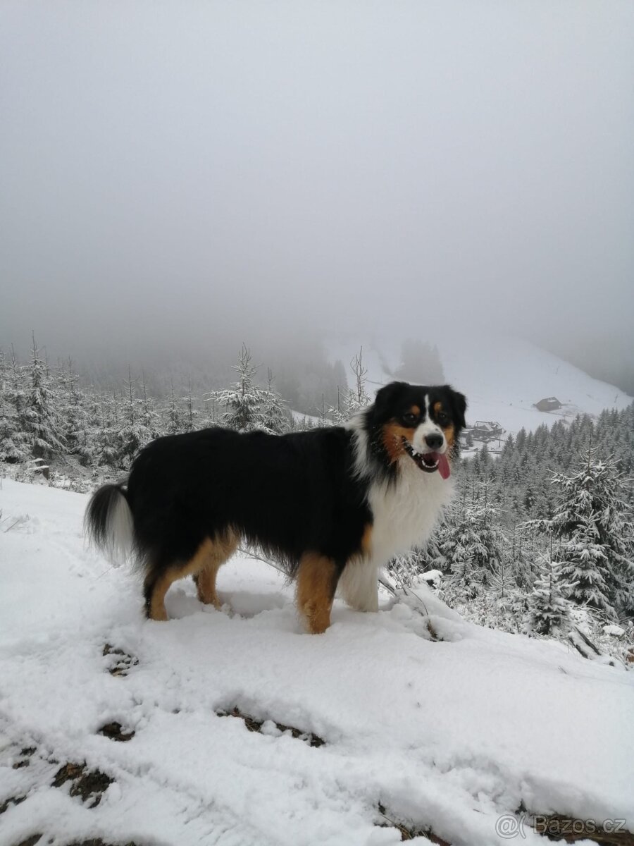 Australský ovčák krytí - 3